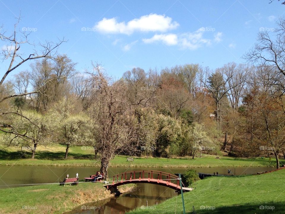 Cherry Blossom Trees at the Park