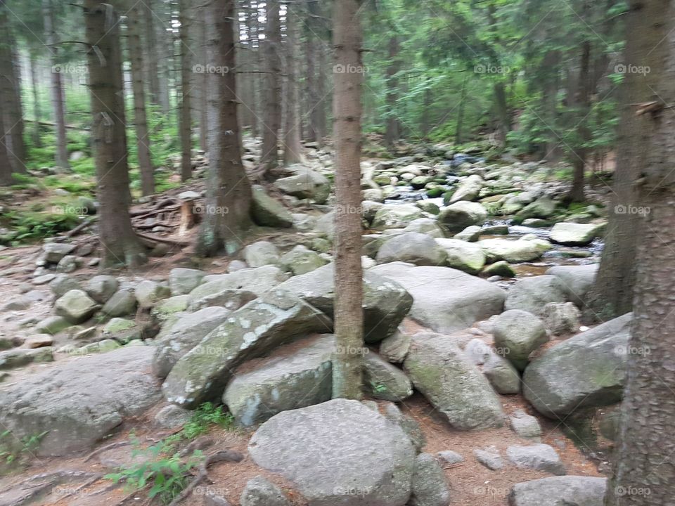 rocky forest