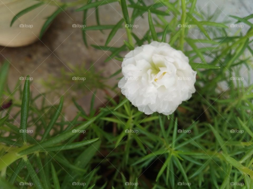 white flower seasonal fresh shurb small size looks very beautiful generally found everywhere