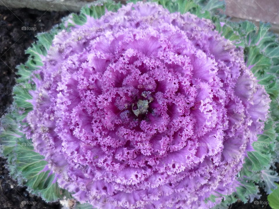 A purple cabbage flower