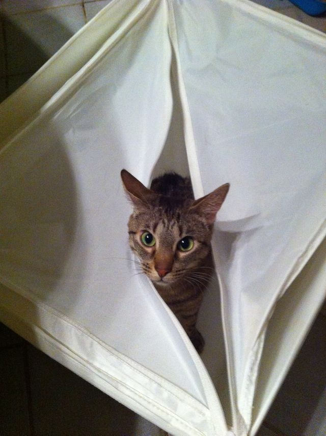 Cat.
