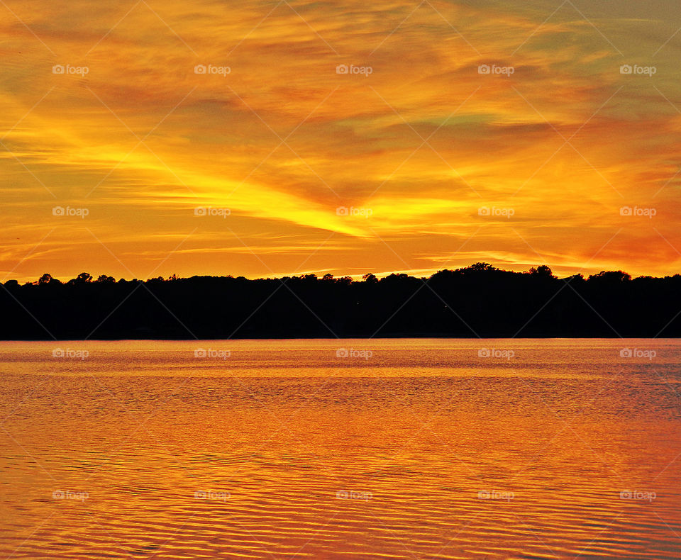 Silhouette of trees at sunset