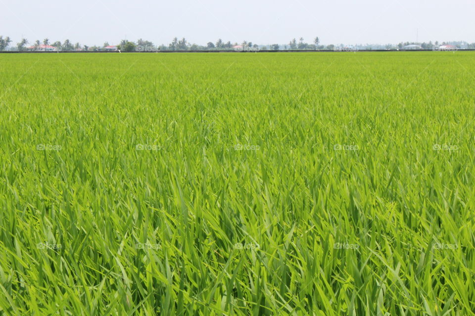 Paddy Field 