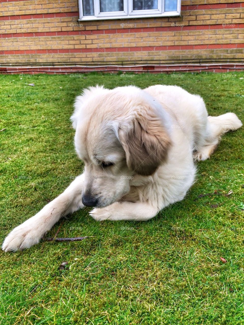 Zoe playing with her stick