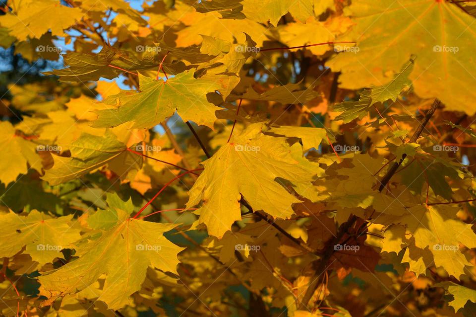 autumn colors