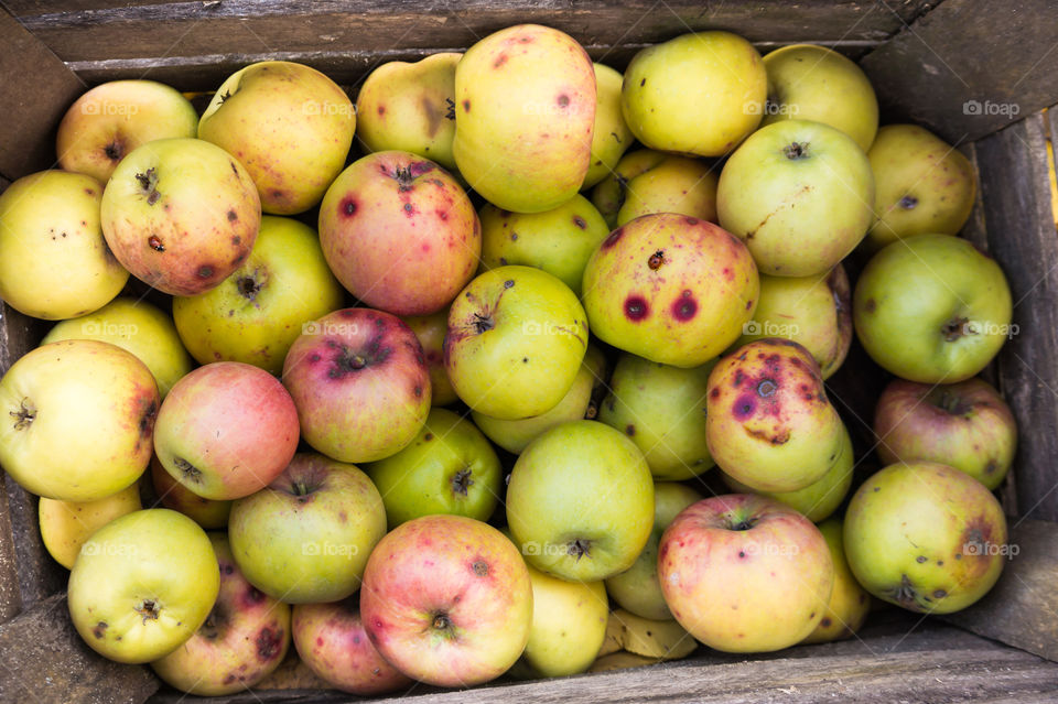 Harvest ripe juicy and tasty apples. Harvested juicy apples from fertile trees.