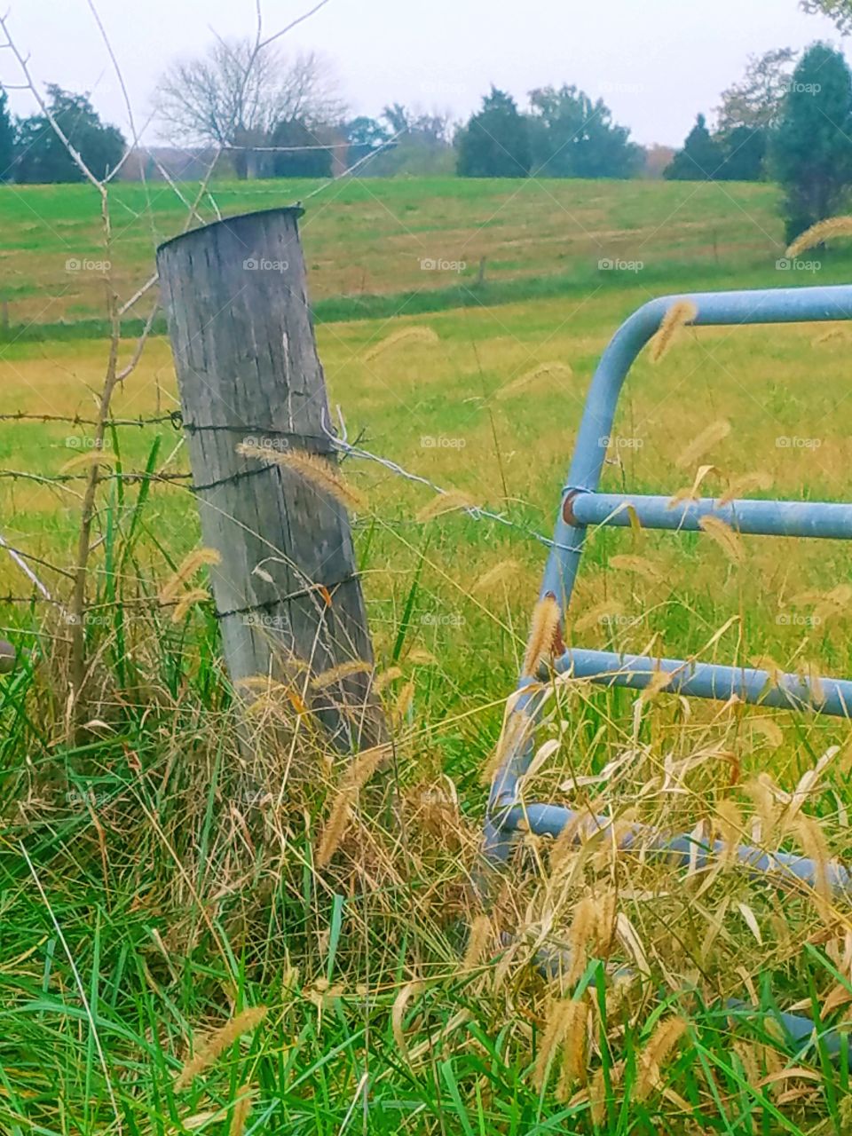 old gate  with post and wheat