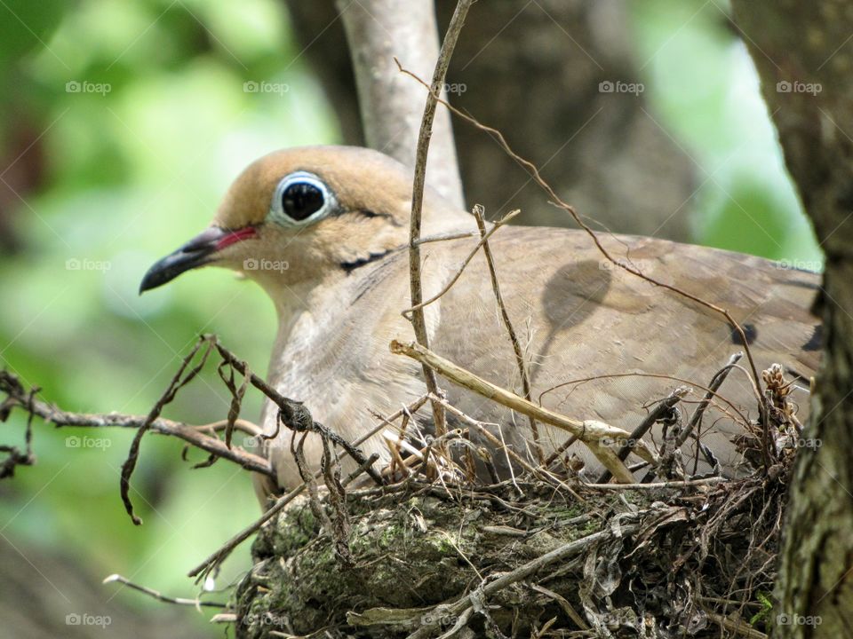Beautiful Mourning Dove