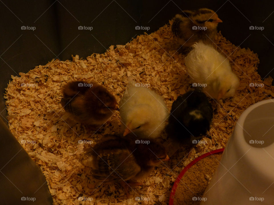Flock of baby chickens