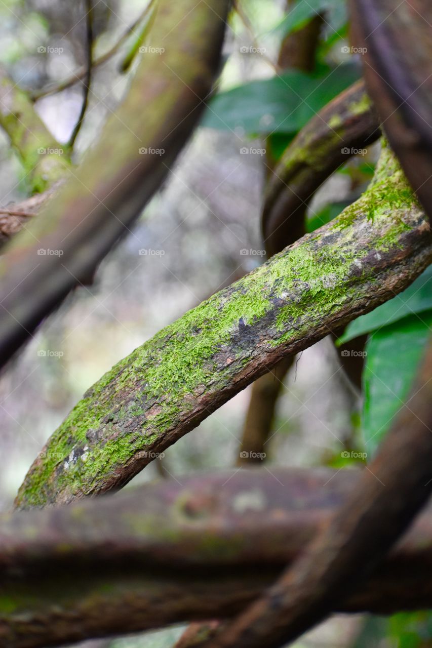 Twisting branches in the jungle forming knots 