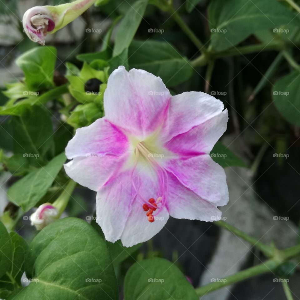 Lovely Flower