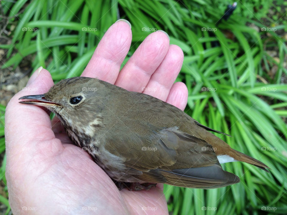 Bird that flew into window