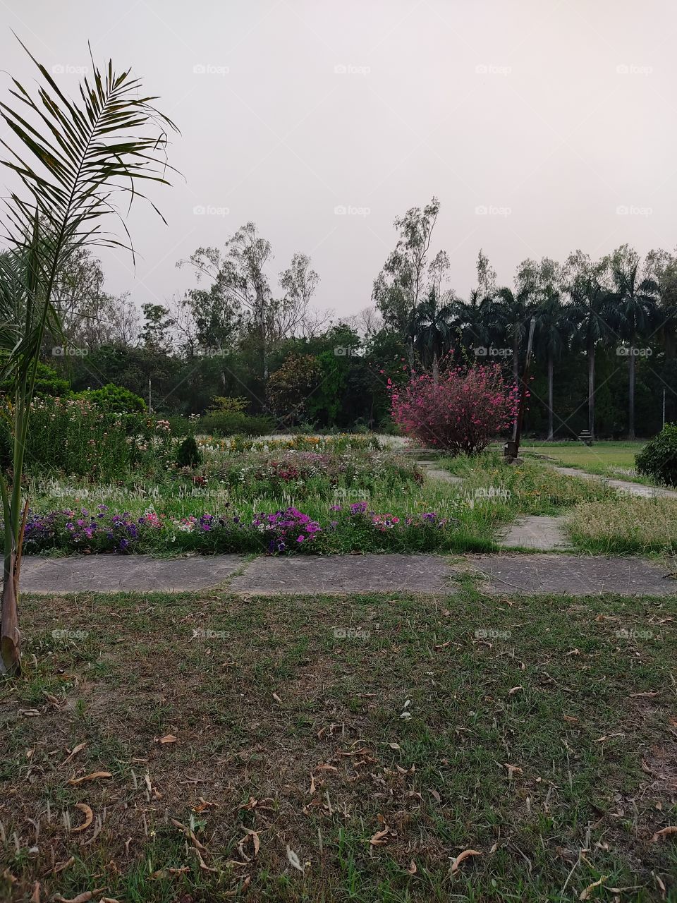 Beautiful😍 tree🌳🌴🌳🌴 plant🌱🌱🌸 and garden path👣👣👣👣