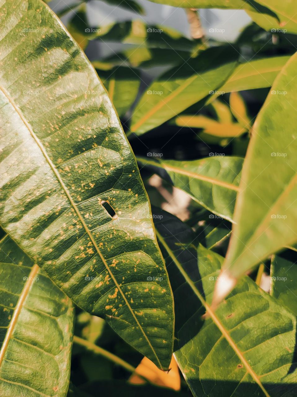 Finding the fall in the garden