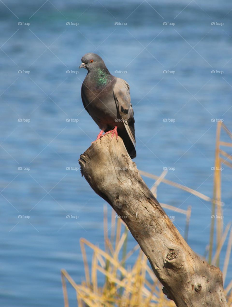 Pigeon on a Tree Stump