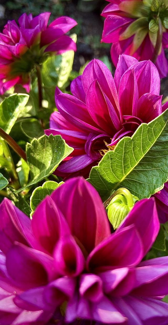Plant