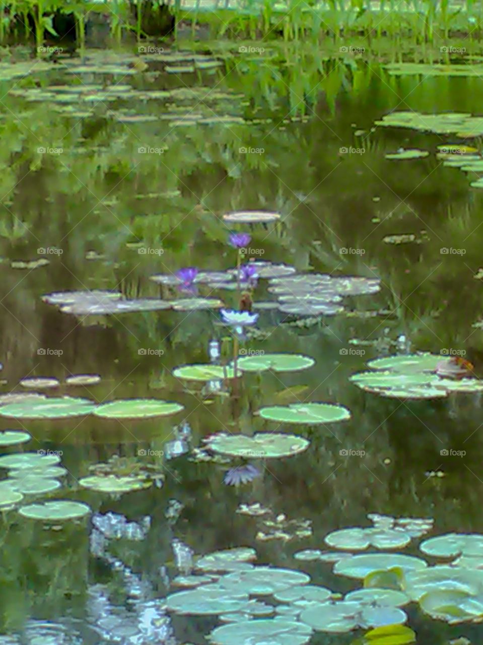 Lily pond