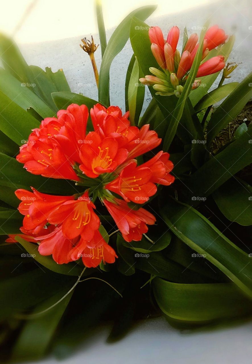 Dracaena in bloom