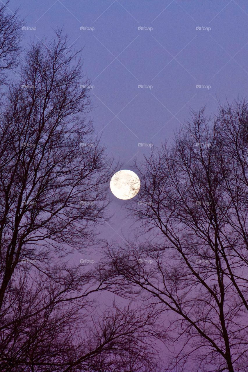 Full moon setting in a colorful winter sky behind silhouetted bare trees