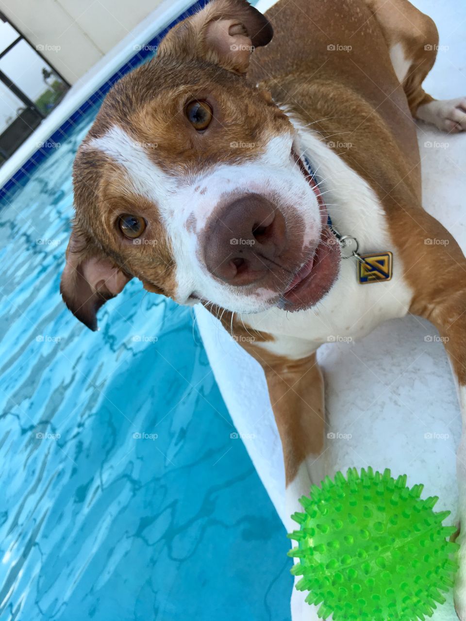 A very happy wet rescue dog and his ball poolside