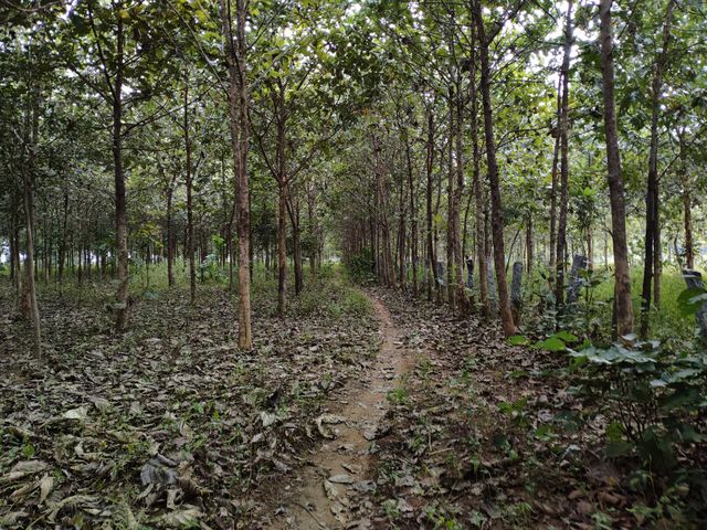 calming effect in the beautiful forest
