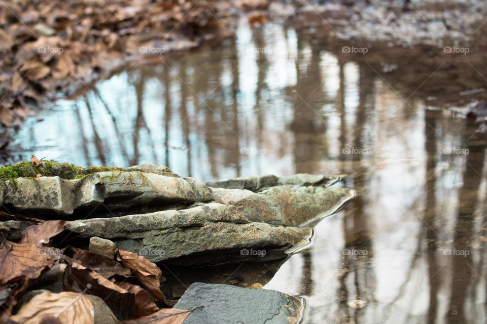 stone water the forest