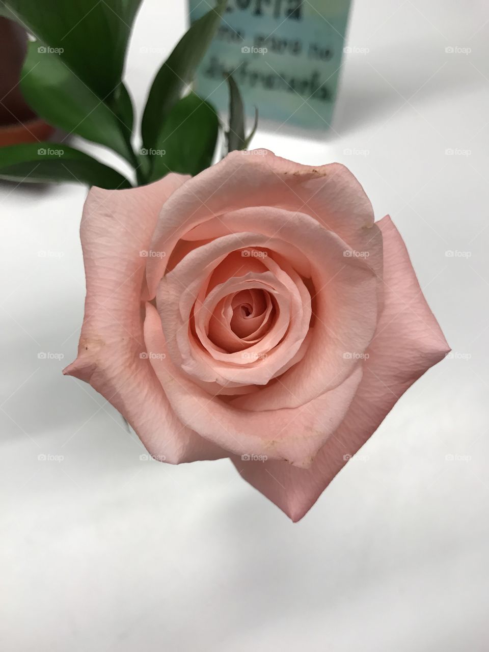 A rose rose!