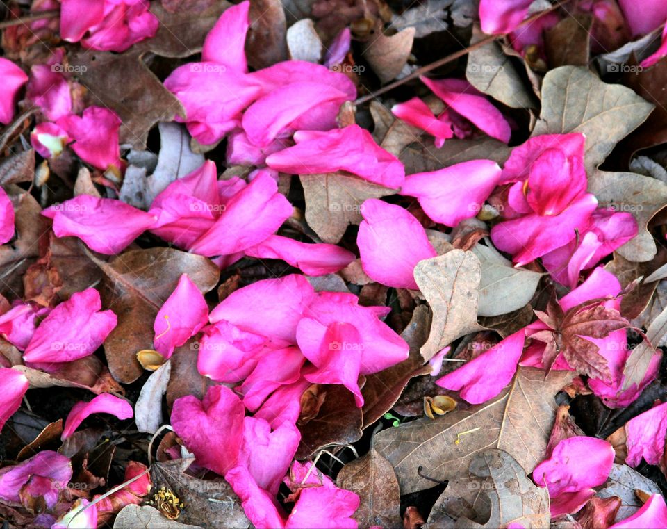 petals and leaves.