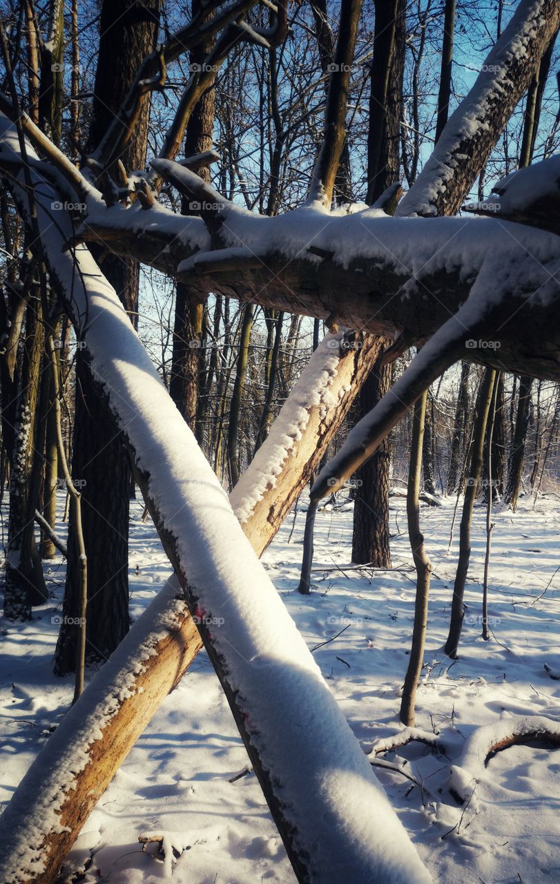 Winter sunny day among fallen trees