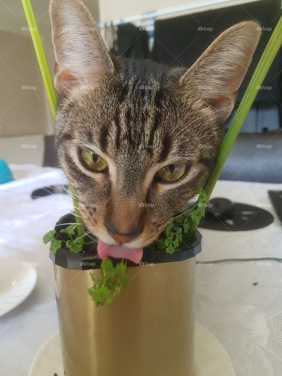 He loves his herbs