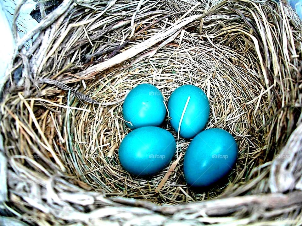 Vibrant Robin Eggs