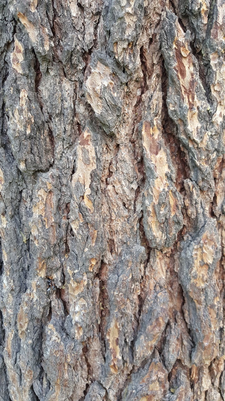 Wood Bark Texture