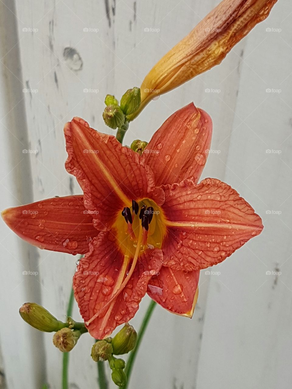 Orange Flower Lily