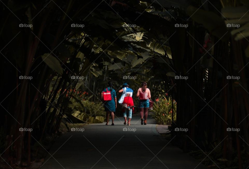 Three women walking along a trail of shadowy plants.