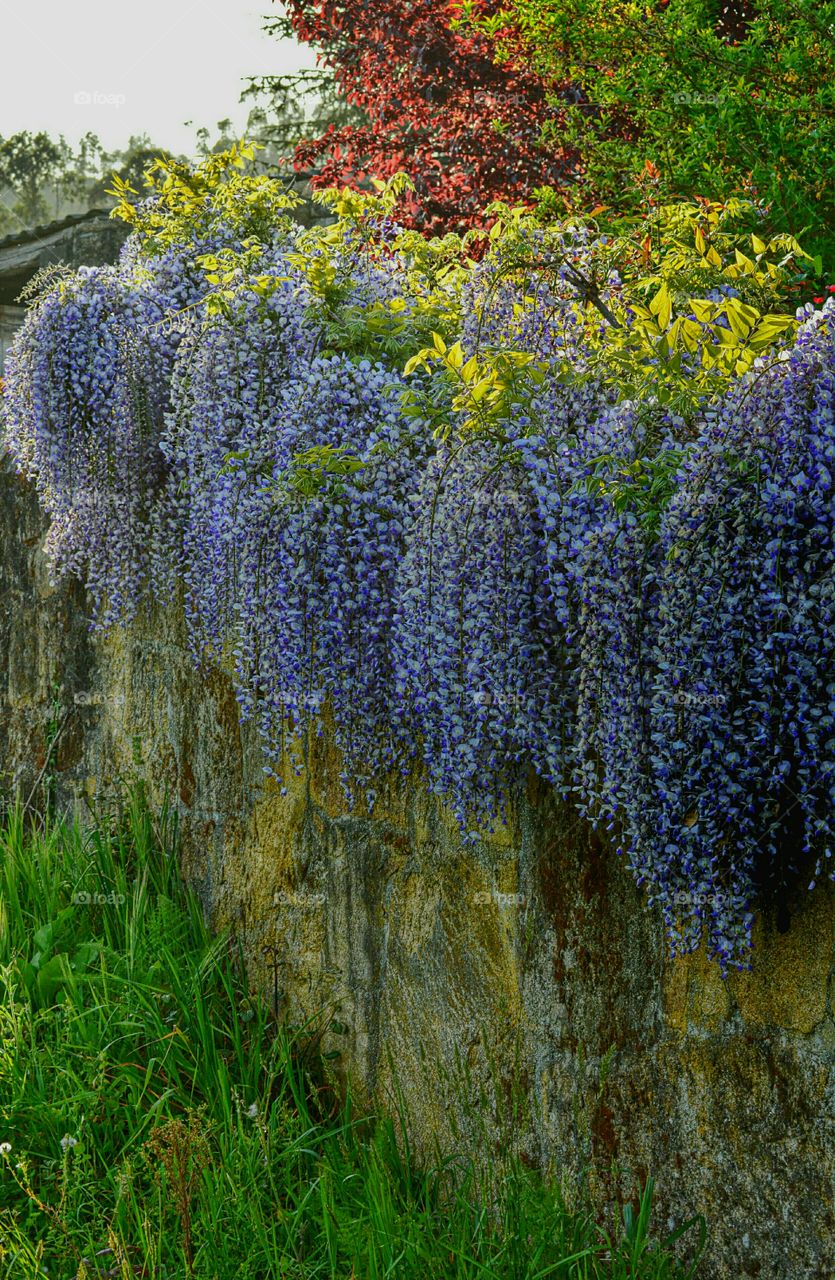 Spring Cascade. Wisteria flowers cascading over a wall.