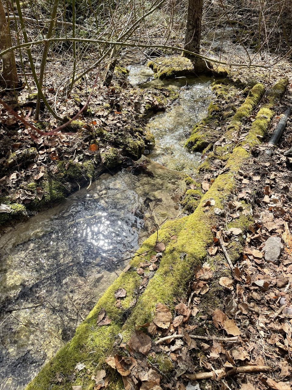 Mossy creek