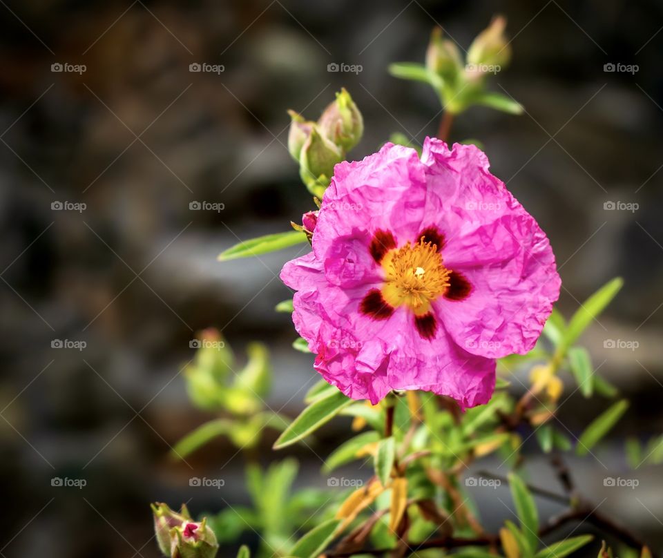 California Rock Rose is a hardy pink flower that grows on bushes