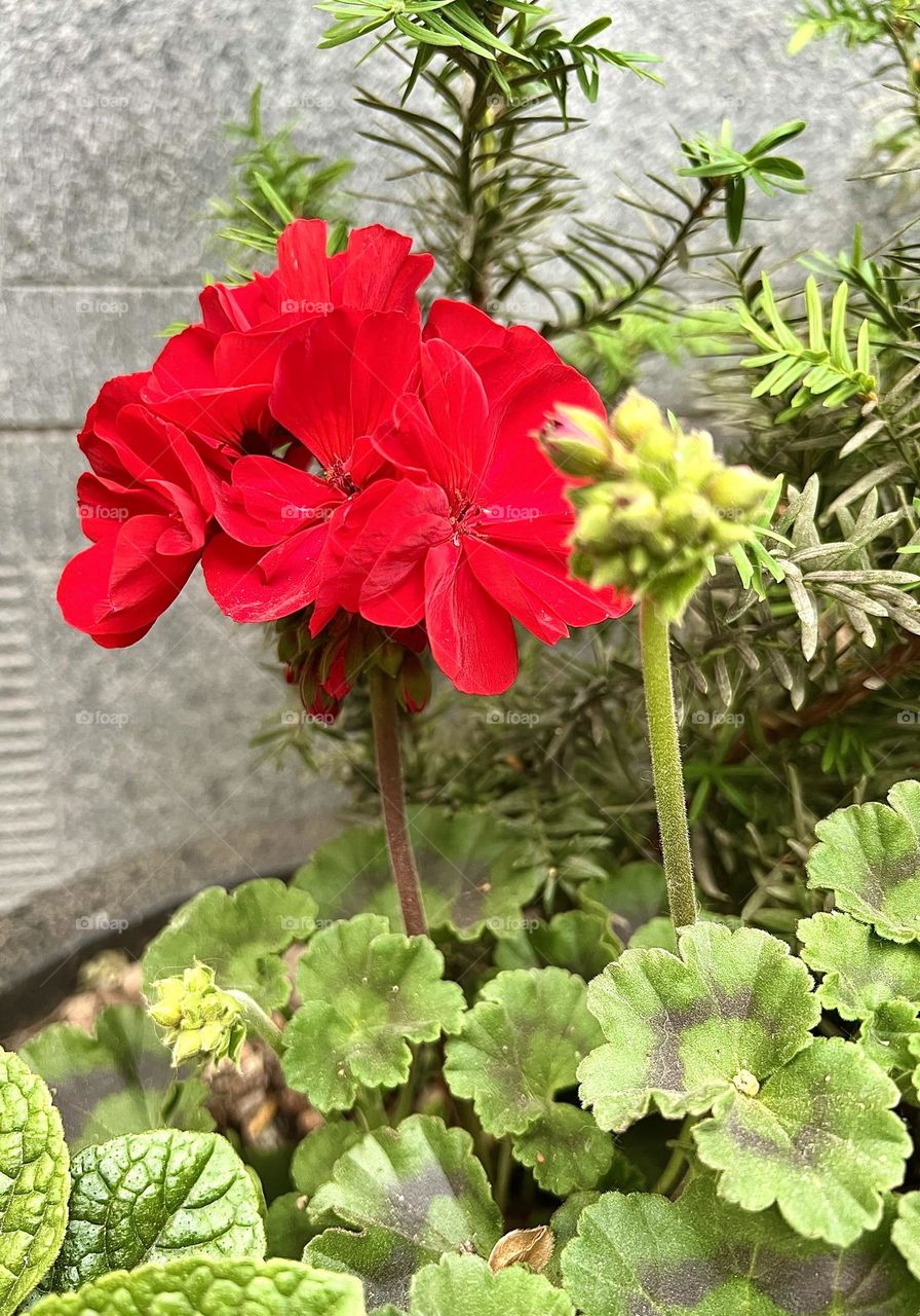 Red Geranium Pelargonium