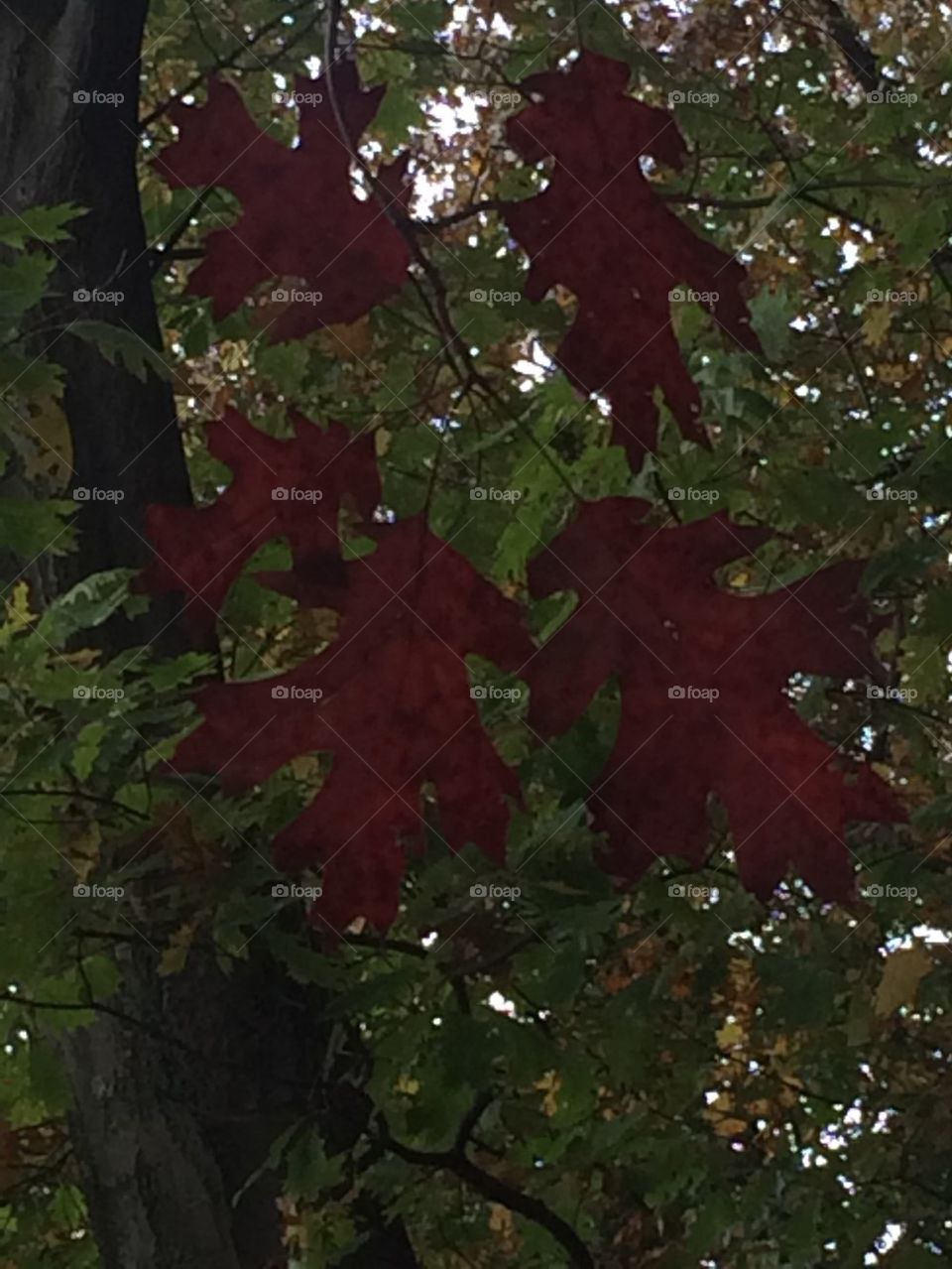 Red leaves