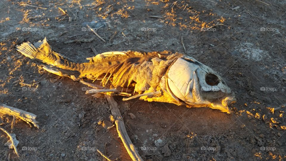 Dead fish in El Paso