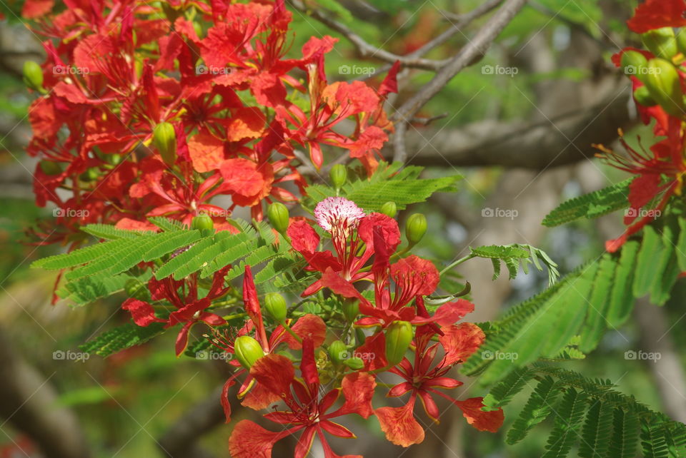 Tropical flowers  🍃  Fleurs tropicales