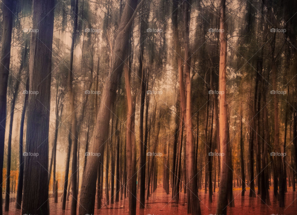 Tall trees in the forest