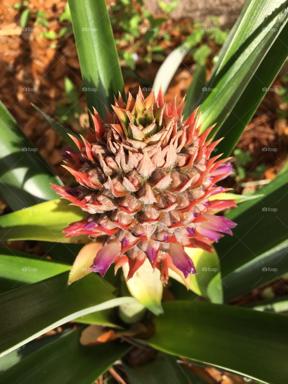 Baby pineapple 