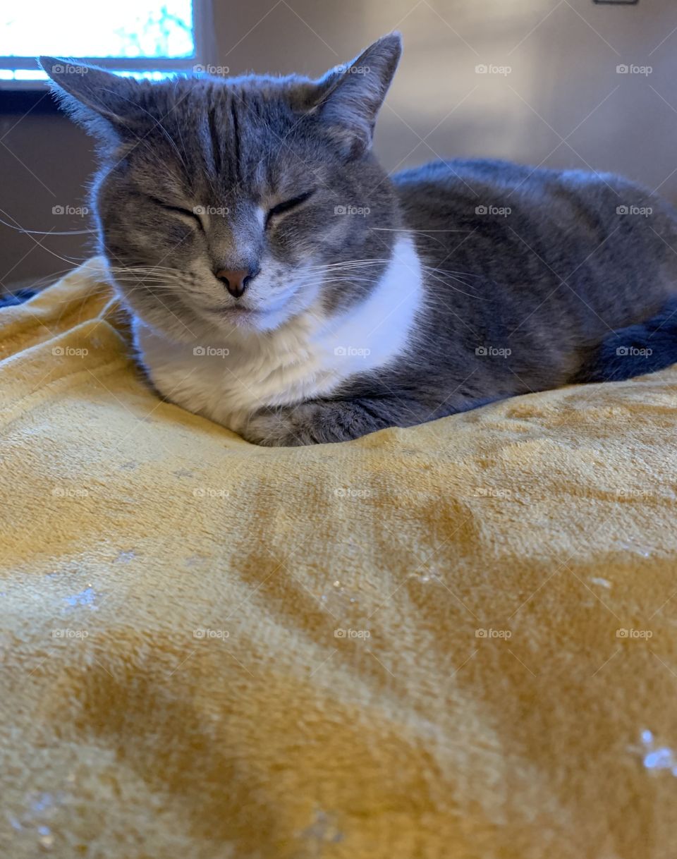 A cat on her blanket. Cozy snd warm, but still listening for  trouble amongst the other cats. 