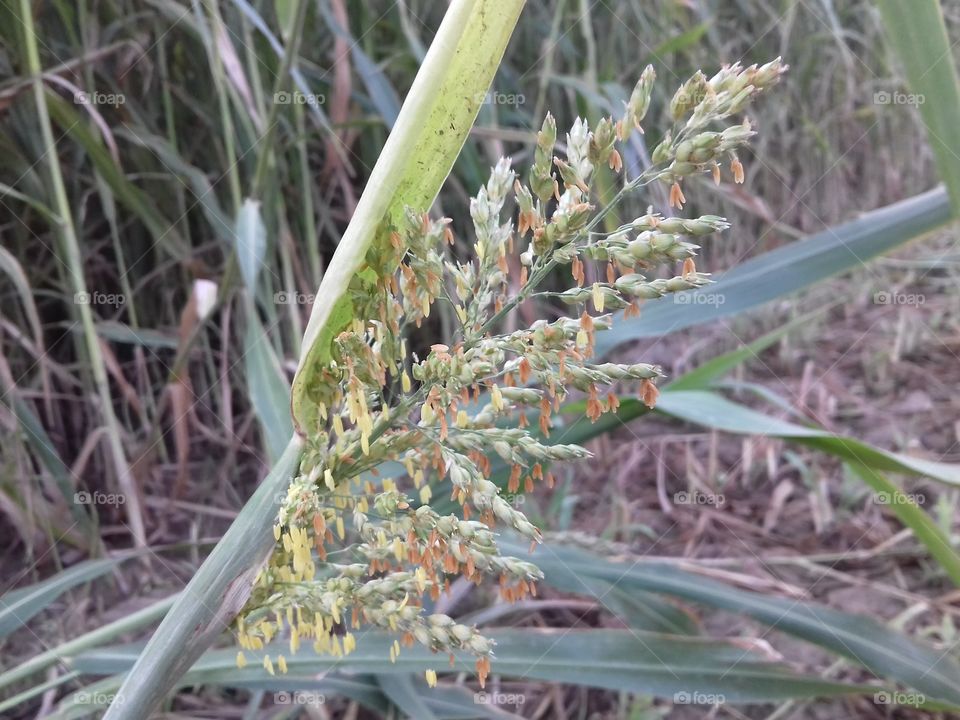 flower part of long length grass plant in grass land area with leaves.This is the more beautifull in all of grass.
