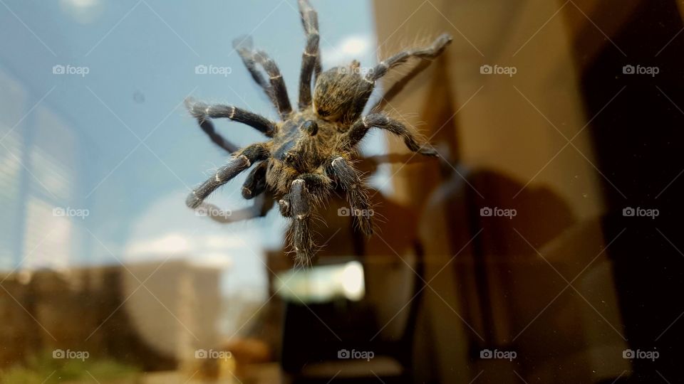 Giant spider on sliding door.