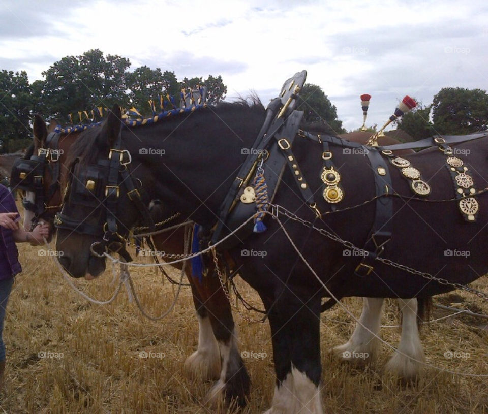 Pair  of plough horses taking a rest