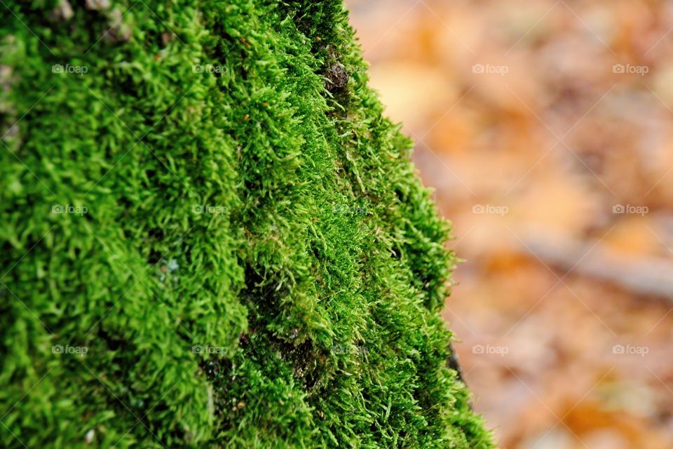 green moss on tree trunk