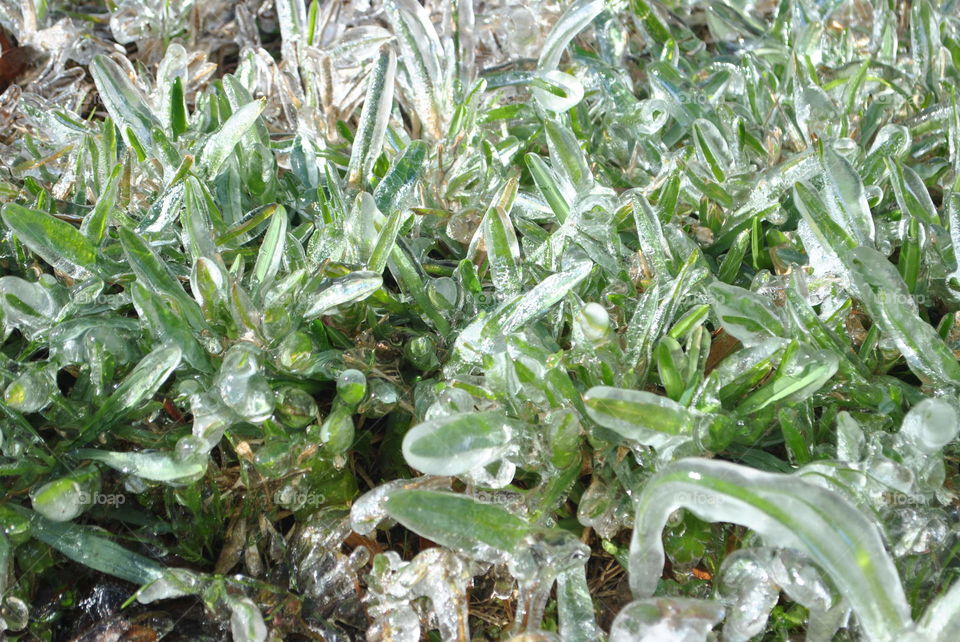 Frozen grass