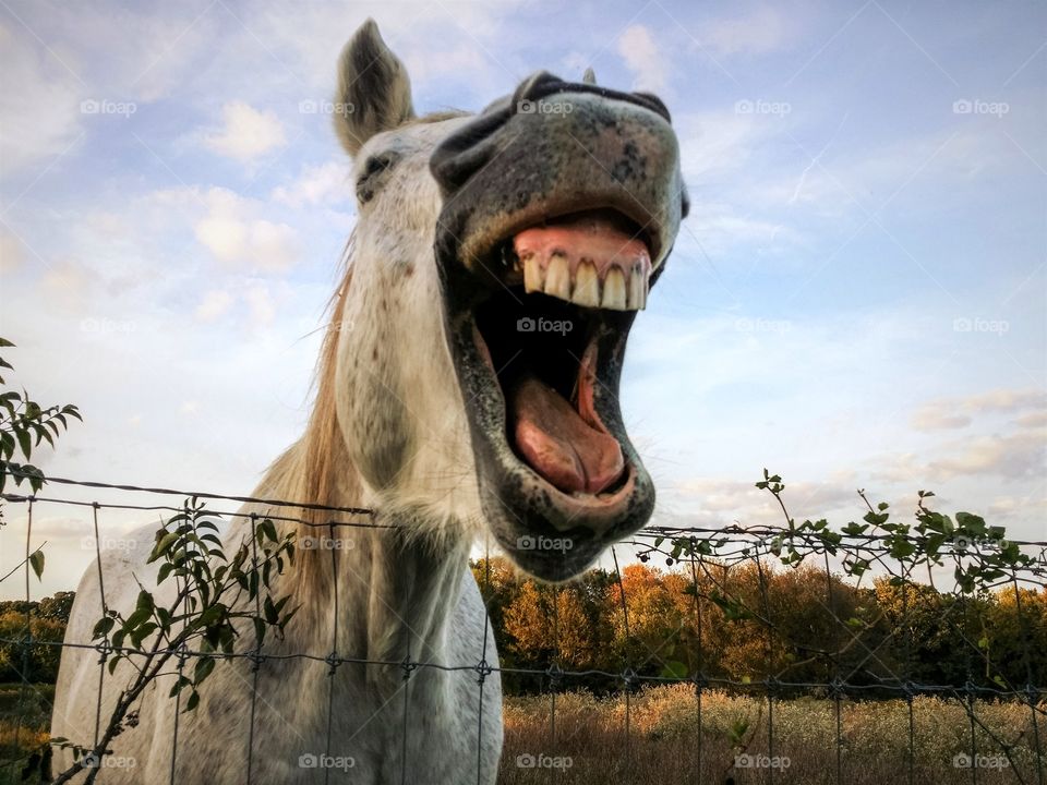 Gray horse laughing with his teeth showing leaning on a fence with a blue sky and fall trees
